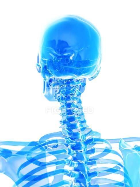 Anatomia delle ossa del collo dello scheletro umano, illustrazione al computer . — Foto stock