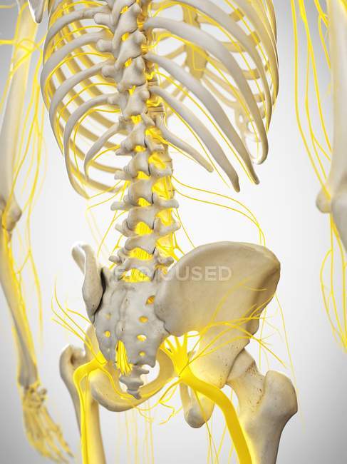 Nervios de la espalda humana, ilustración por computadora . - foto de stock