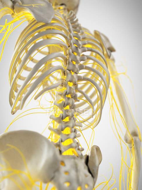 Нерви людської спини, комп'ютерний приклад. — стокове фото