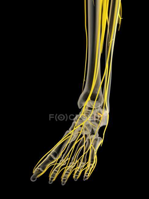 Nervios del pie humano, ilustración por ordenador . - foto de stock