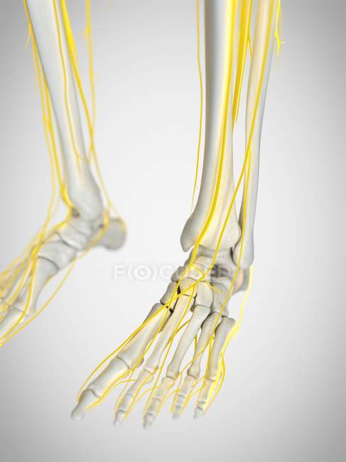 Nerven menschlicher Füße, Computerillustration. — Stockfoto
