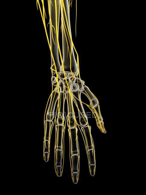 Nervios de la mano humana, ilustración por computadora . - foto de stock