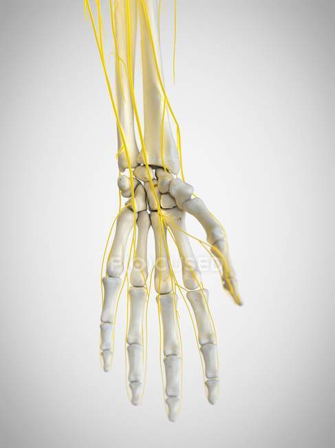 Nervi della mano umana, illustrazione al computer . — Foto stock