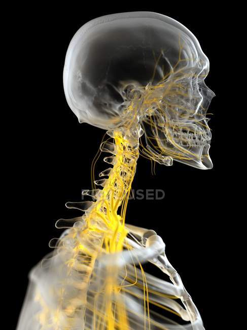 Nervi del collo umano, illustrazione del computer . — Foto stock