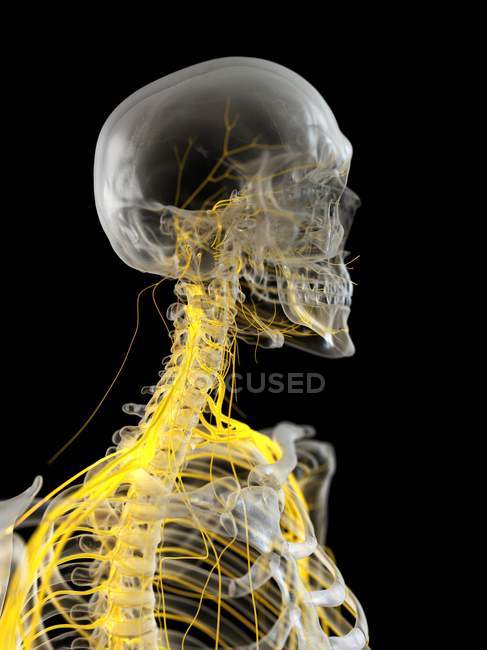 Nervios del cuello humano, ilustración por computadora
. — Stock Photo
