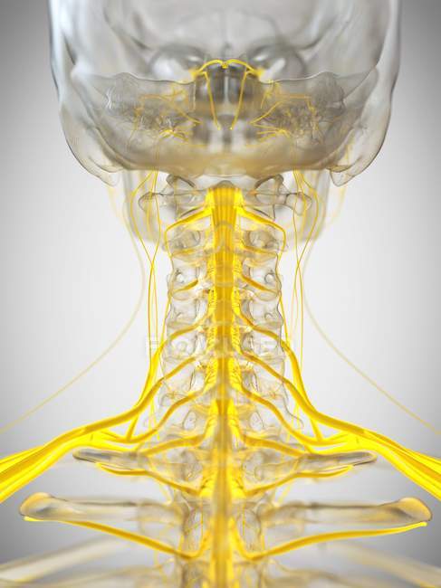 Нервы шеи человека, компьютерная иллюстрация . — стоковое фото