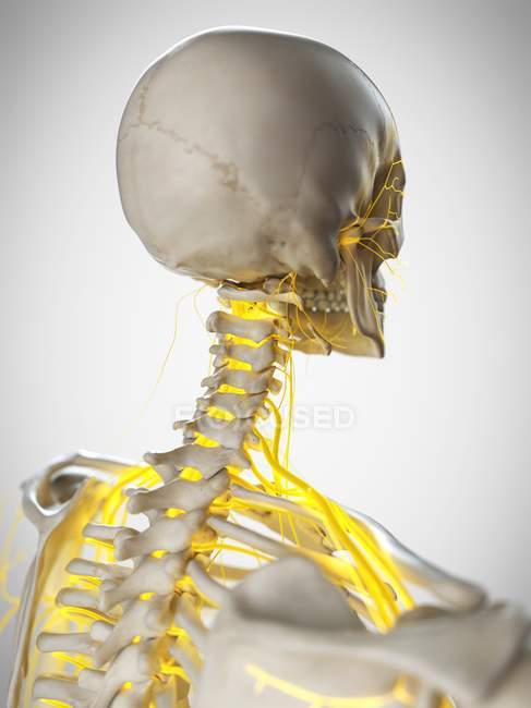 Nervios del cuello humano, ilustración por computadora . - foto de stock