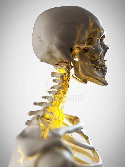 Nervios del cuello humano, ilustración por computadora . - foto de stock