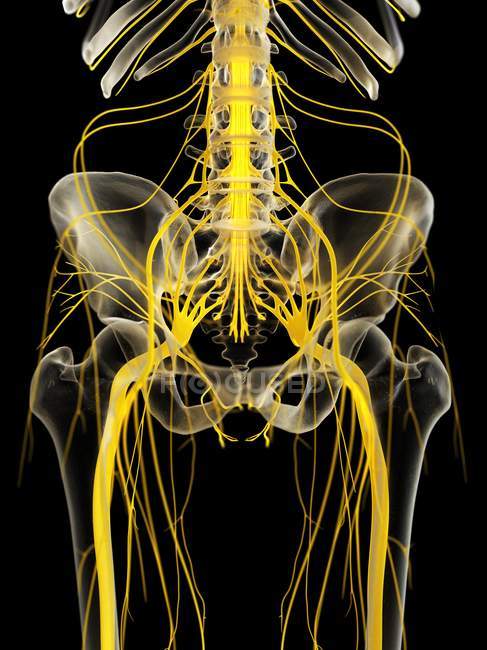 Nervios de la pelvis humana, ilustración por computadora . - foto de stock