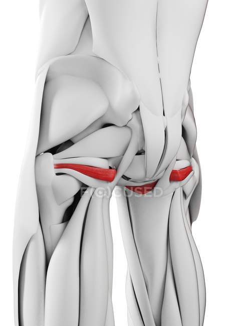 Anatomia masculina mostrando músculo Obturador interno, ilustração computadorizada
. — Fotografia de Stock