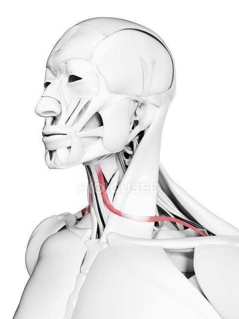 Anatomie masculine montrant le muscle omohyoïde, illustration d'ordinateur . — Photo de stock