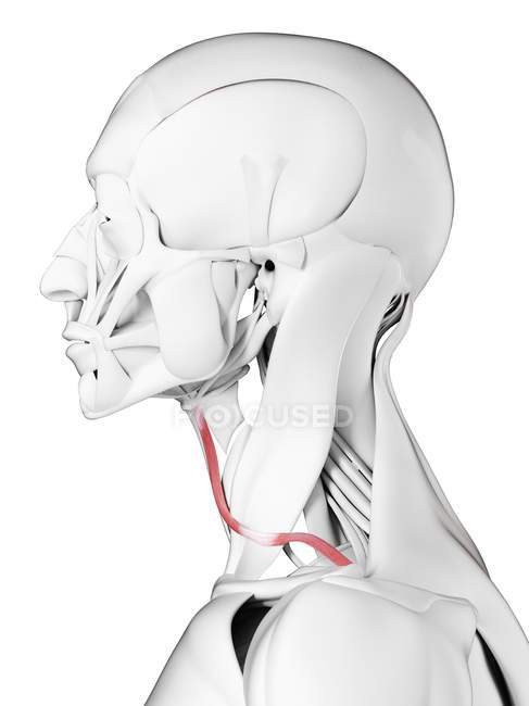 Anatomía masculina que muestra músculo Omohyoid, ilustración de computadora . - foto de stock
