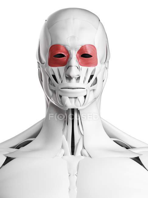 Männliche Anatomie mit Muskel orbicularis oculi, Computerillustration. — Stockfoto