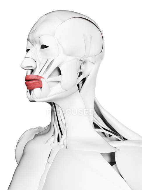 Anatomia masculina mostrando músculo Orbicularis oris, ilustração computacional . — Fotografia de Stock