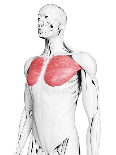 Anatomie masculine montrant le muscle majeur de Pectoralis, illustration d'ordinateur . — Photo de stock