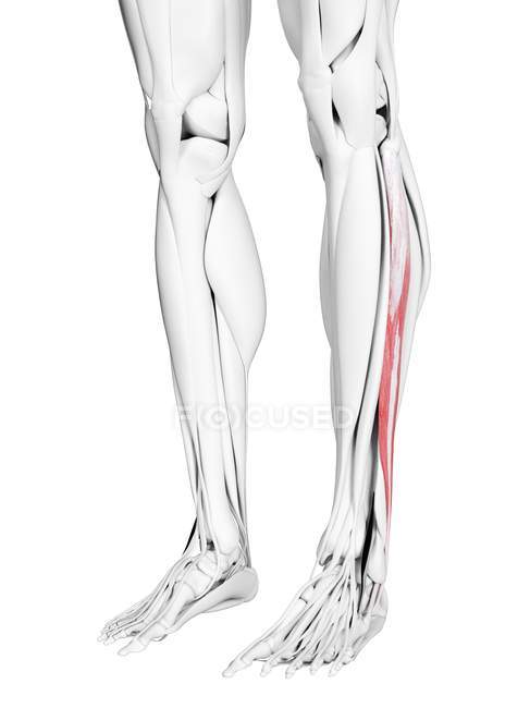 Мужская анатомия, показывающая Перонеус длинная мышца, компьютерная иллюстрация
. — стоковое фото