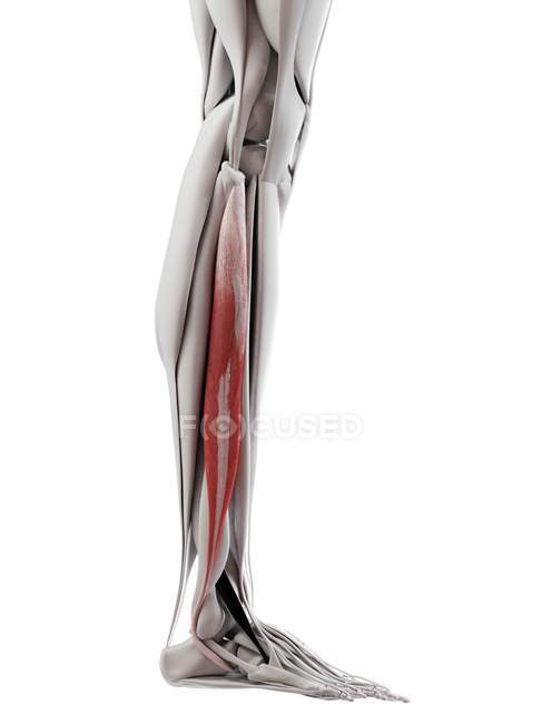 Anatomia masculina mostrando músculo longo de Peroneus, ilustração do computador . — Fotografia de Stock