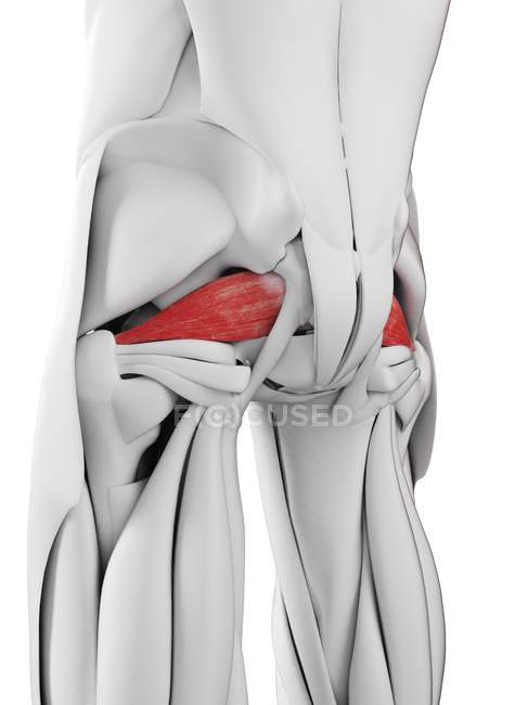 Anatomía masculina que muestra músculo piriforme, ilustración por computadora . - foto de stock