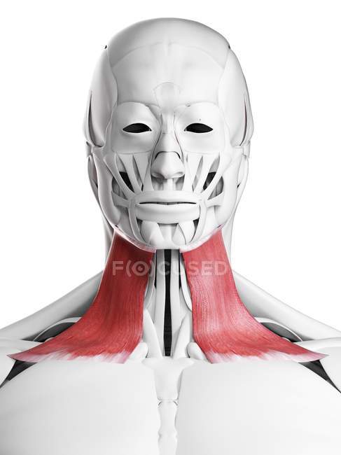 Anatomia masculina mostrando músculo Platysma, ilustração computacional . — Fotografia de Stock
