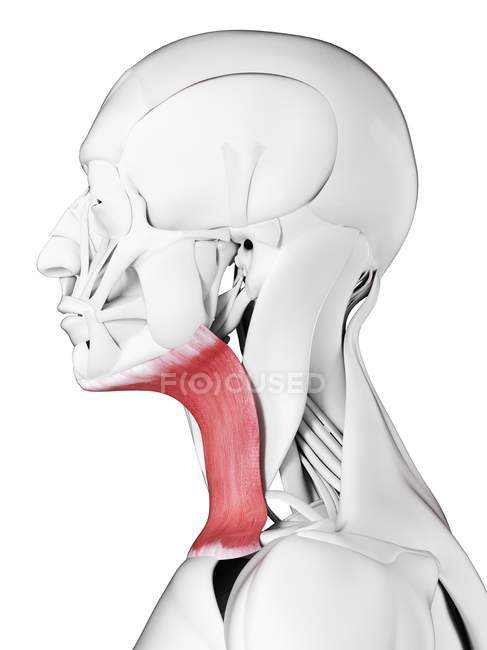 Anatomía masculina que muestra músculo Platysma, ilustración por computadora . - foto de stock