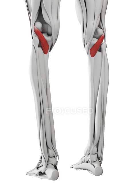 Anatomia masculina mostrando músculo poplíteo, ilustração computacional . — Fotografia de Stock