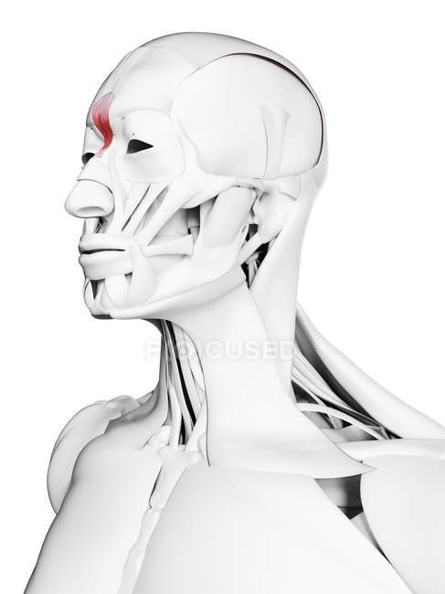 Male anatomy showing Procerus muscle, computer illustration. — Stock Photo