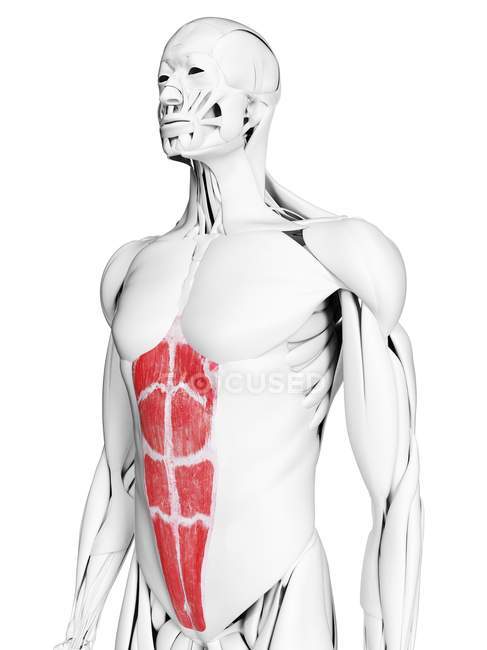 Anatomia masculina mostrando músculo reto abdominal, ilustração computacional . — Fotografia de Stock