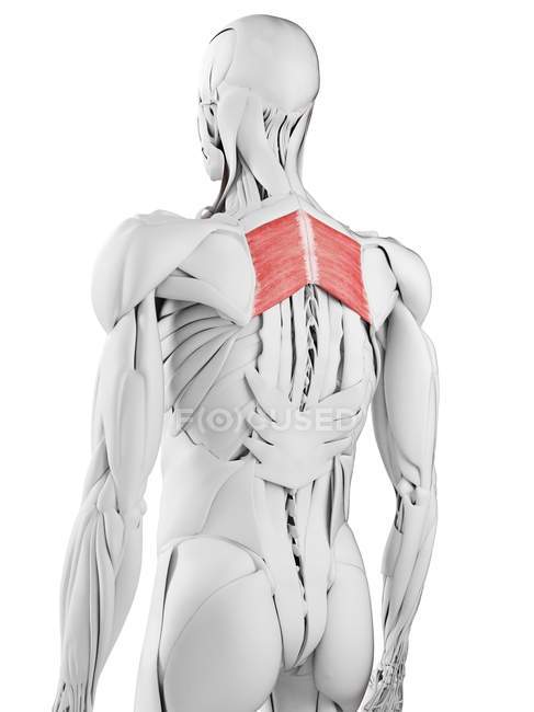 Мужская анатомия, ромбовидная мышца, компьютерная иллюстрация
. — стоковое фото