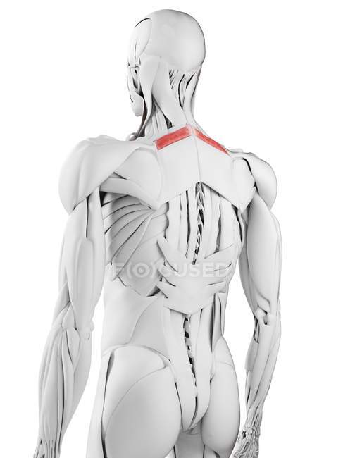 Male anatomy showing Rhomboid minor muscle, computer illustration. — Stock Photo