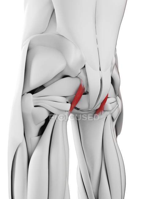Male body with colored Sacrotuberous ligaments, computer illustration. — Stock Photo