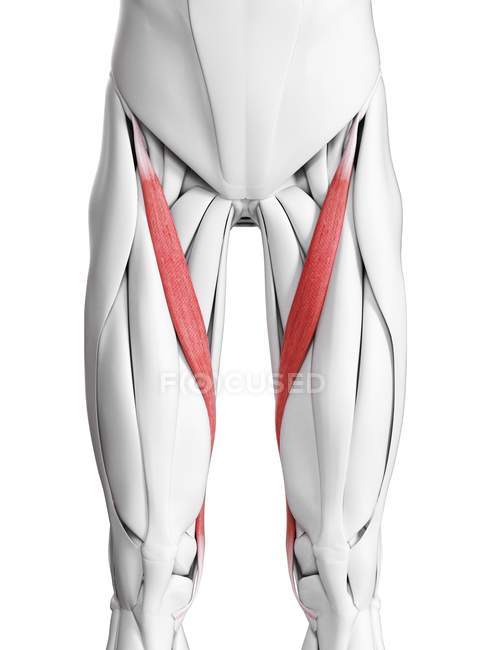 Male anatomy showing Sartorius muscle, computer illustration. — Stock Photo