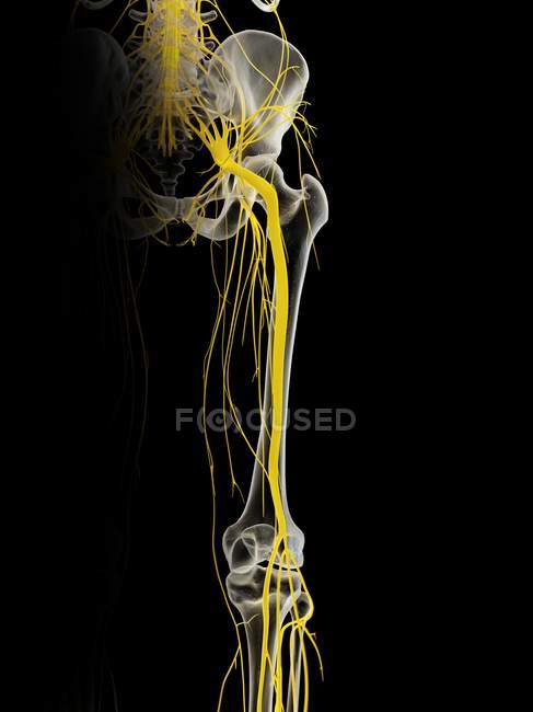 Human sciatic nerves, computer illustration. — Stock Photo