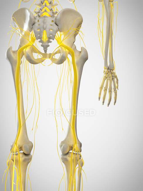 Людські сідничні нерви, комп'ютерна ілюстрація. — стокове фото