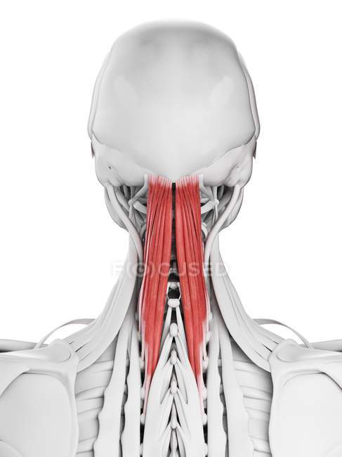 Anatomia masculina mostrando músculo Semispinalis capitis, ilustração computacional
. — Fotografia de Stock