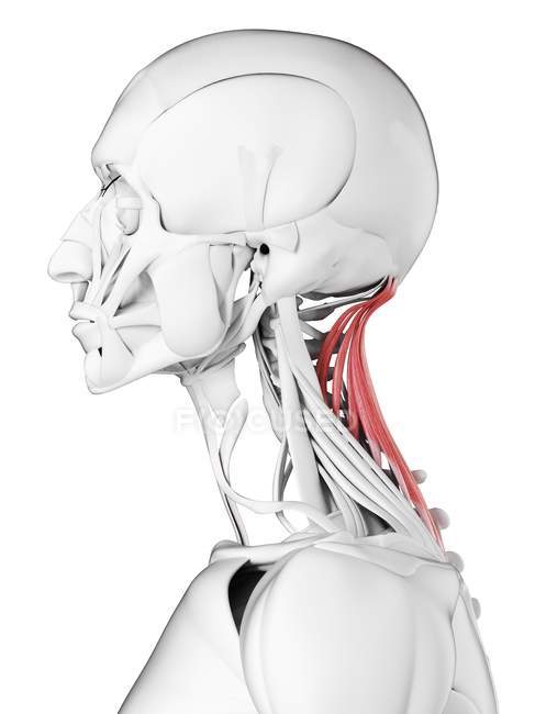 Anatomia maschile che mostra il muscolo Semispinalis capitis, illustrazione al computer . — Foto stock