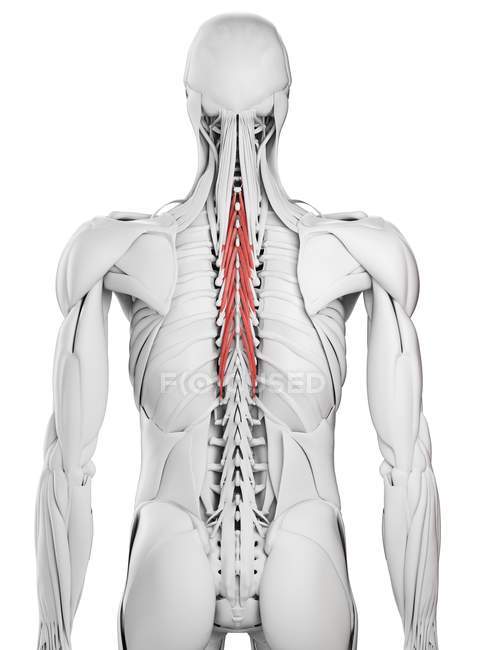 Чоловіча анатомія, що показує м'яз семіспіналіса, комп'ютерна ілюстрація . — стокове фото