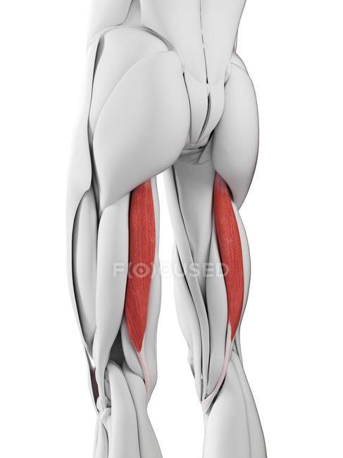 Anatomía masculina que muestra músculo semitendinoso, ilustración por computadora . - foto de stock
