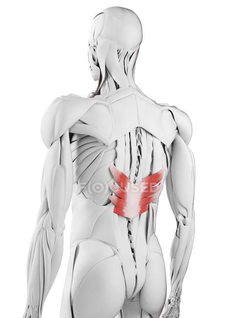 Anatomia maschile che mostra il muscolo inferiore posteriore del Serrato, illustrazione al computer . — Foto stock
