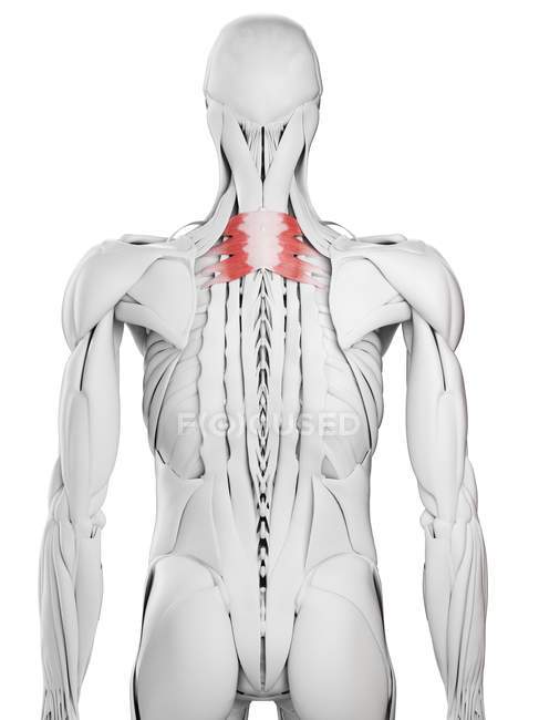 Anatomie masculine montrant Serratus muscle supérieur postérieur, illustration par ordinateur
. — Photo de stock