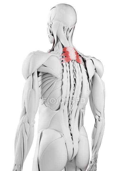 Anatomia masculina mostrando Serratus músculo posterior superior, ilustração computacional
. — Fotografia de Stock