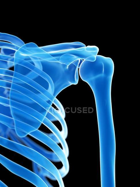 Esqueleto humano con articulación del hombro, ilustración digital
. - foto de stock
