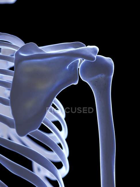 Esqueleto humano con articulación del hombro, ilustración digital . - foto de stock