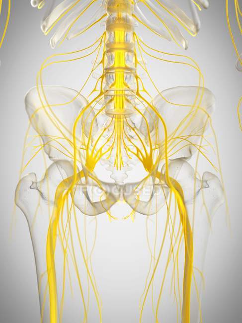 Menschliches Skelett mit Rückenmark, Computerillustration. — Stockfoto