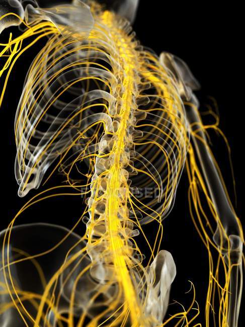 Esqueleto humano con médula espinal, ilustración por computadora . - foto de stock