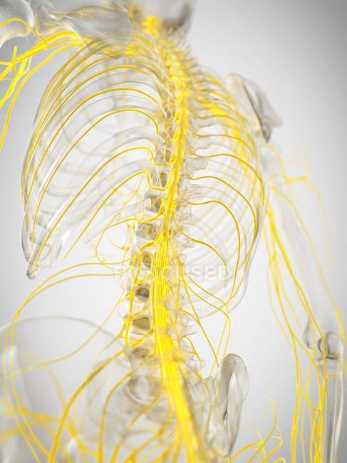 Esqueleto humano con médula espinal, ilustración por computadora
. - foto de stock