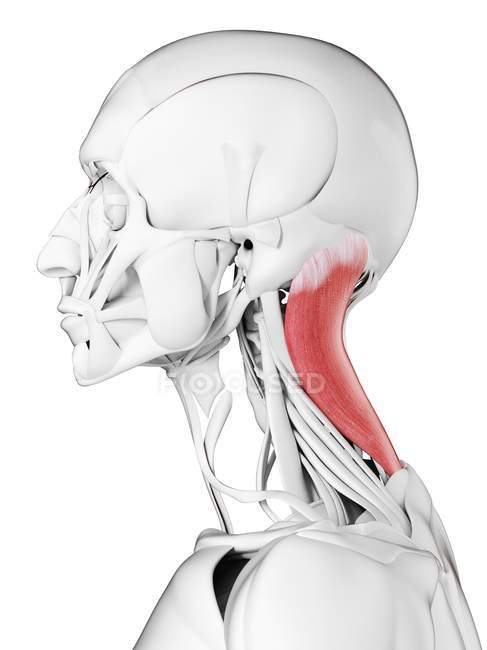Мужская анатомия, показывающая мышцы сплениуса капита, компьютерная иллюстрация . — стоковое фото