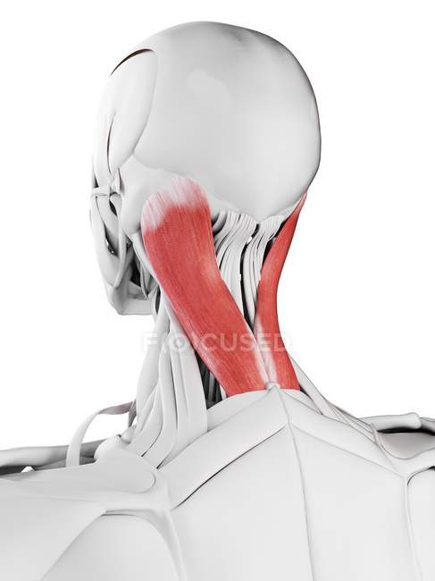 Anatomie masculine montrant le muscle Splenius capitis, illustration informatique . — Photo de stock