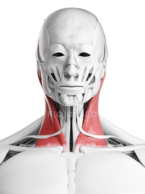 Anatomia masculina mostrando músculo esternoclaidomastoideo, ilustração computacional . — Fotografia de Stock