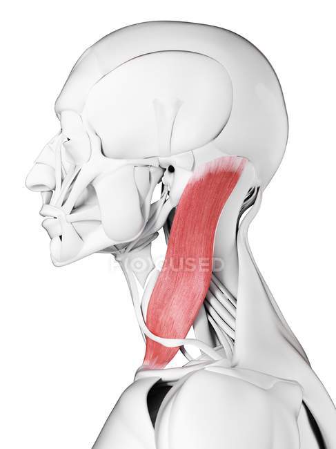 Anatomie masculine montrant Sternoclaidomastoid muscle, illustration d'ordinateur . — Photo de stock