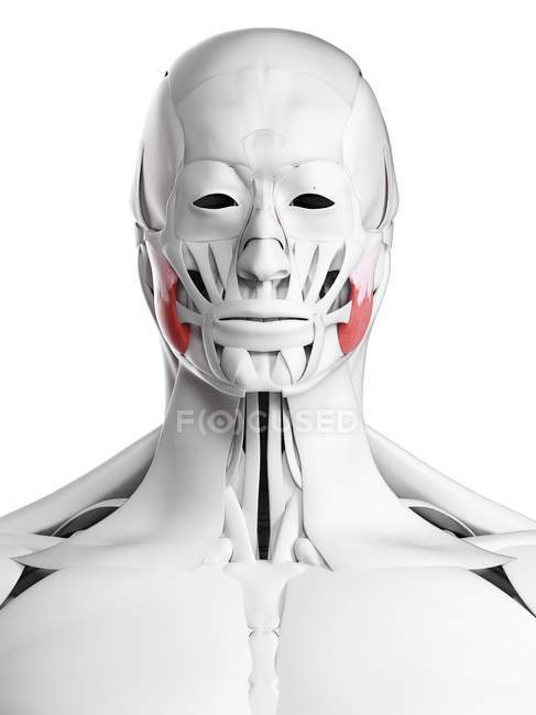 Anatomia masculina mostrando músculo masseter superior, ilustração computacional . — Fotografia de Stock